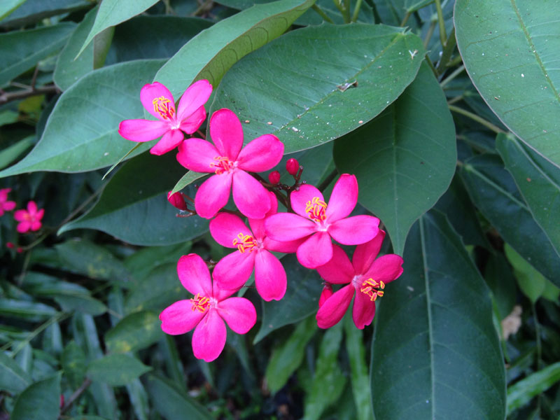 Цветы Таиланда