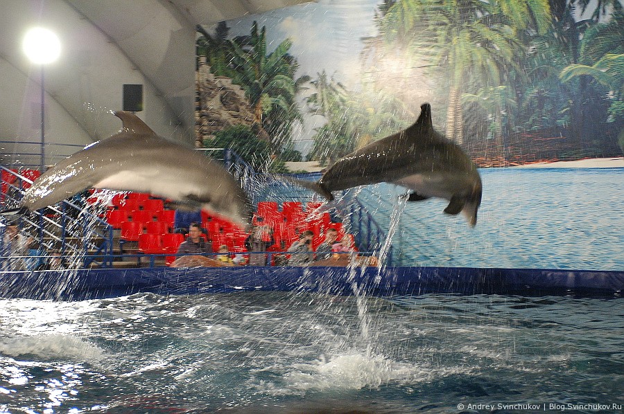 Дельфины в Хабаровске