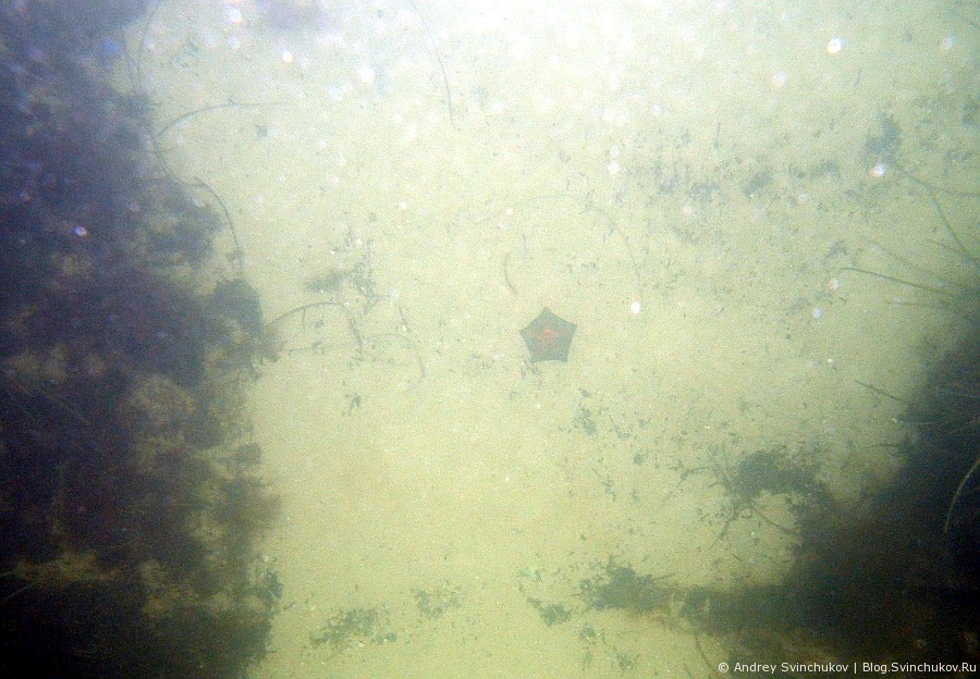 Первые мои подводные фотографии в Японском море