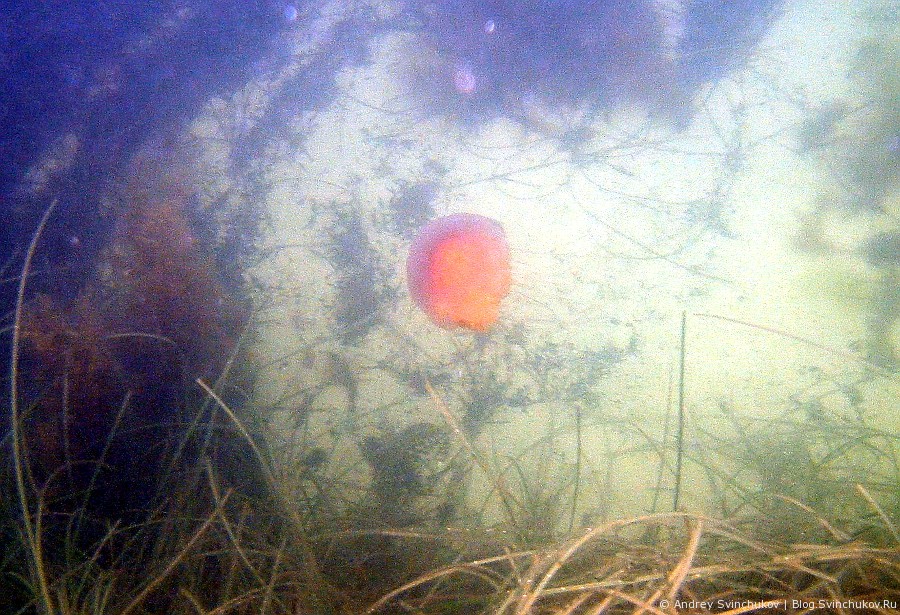 Первые мои подводные фотографии в Японском море