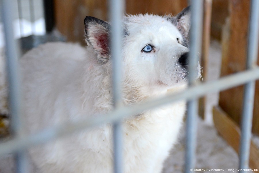 Катание на собачьих упряжках в Якутии