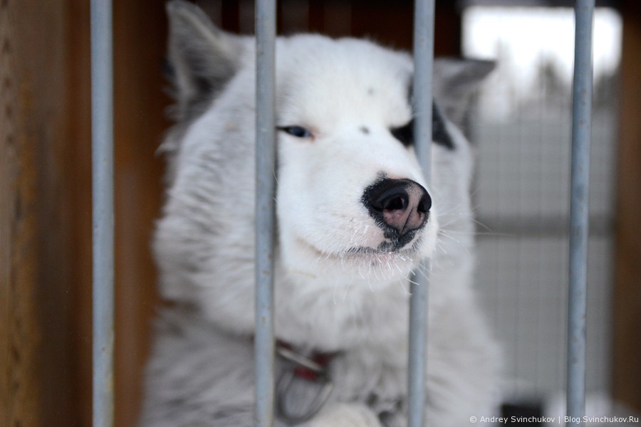 Катание на собачьих упряжках в Якутии