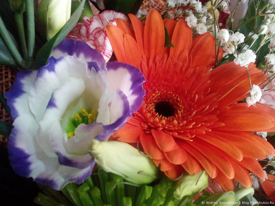 Цветы в женский праздник. Фото со смартфона от МегаФона.