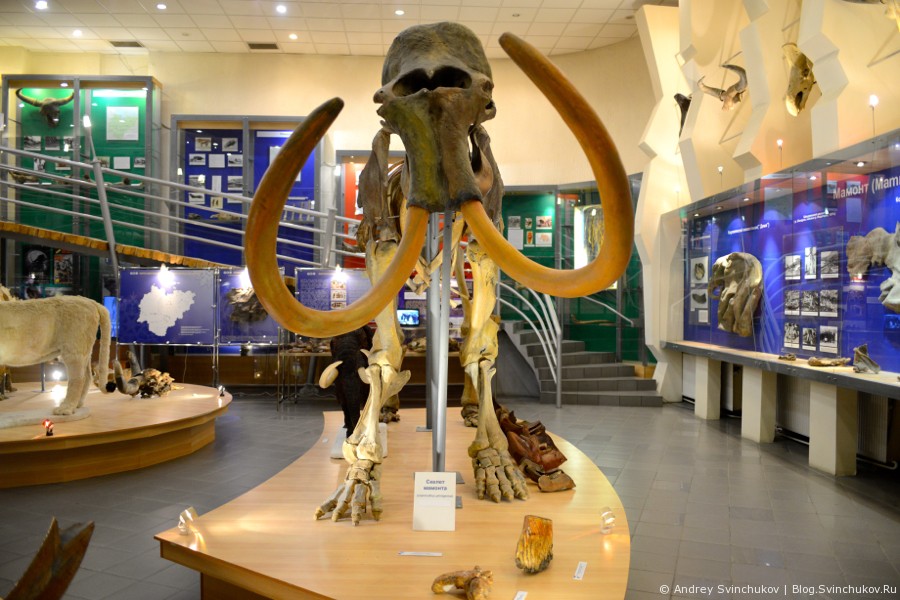 Музей мамонта в Якутске