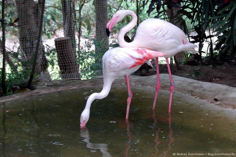 Зоопарк в Таиланде