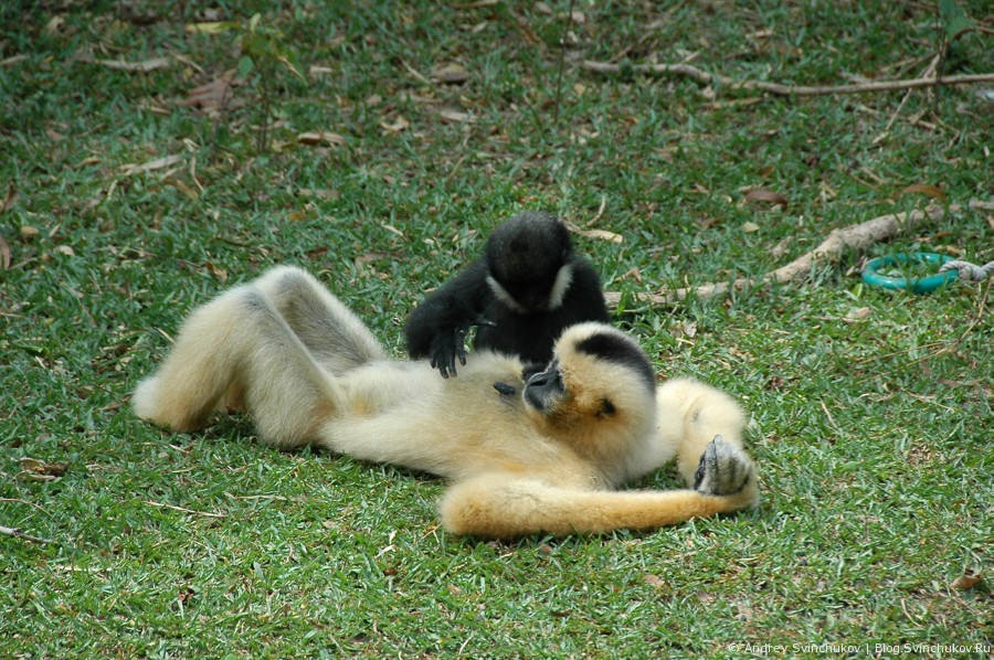 Зоопарк в Таиланде. Обезьянки