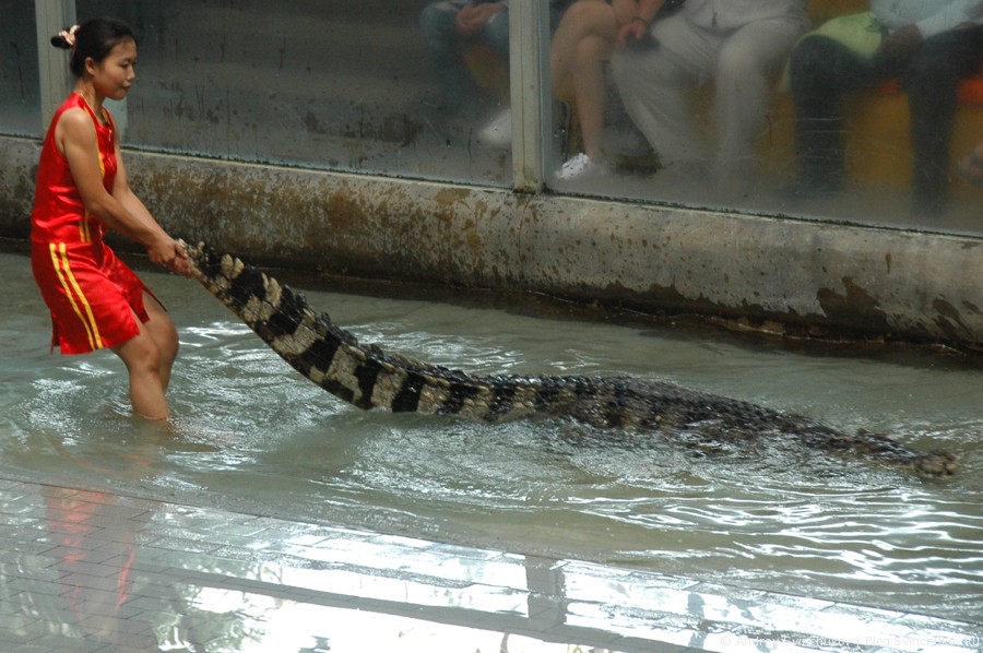 Шоу с крокодилами в Таиланде