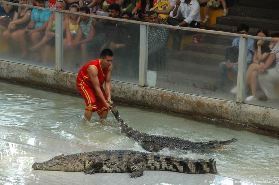 Шоу с крокодилами в Таиланде