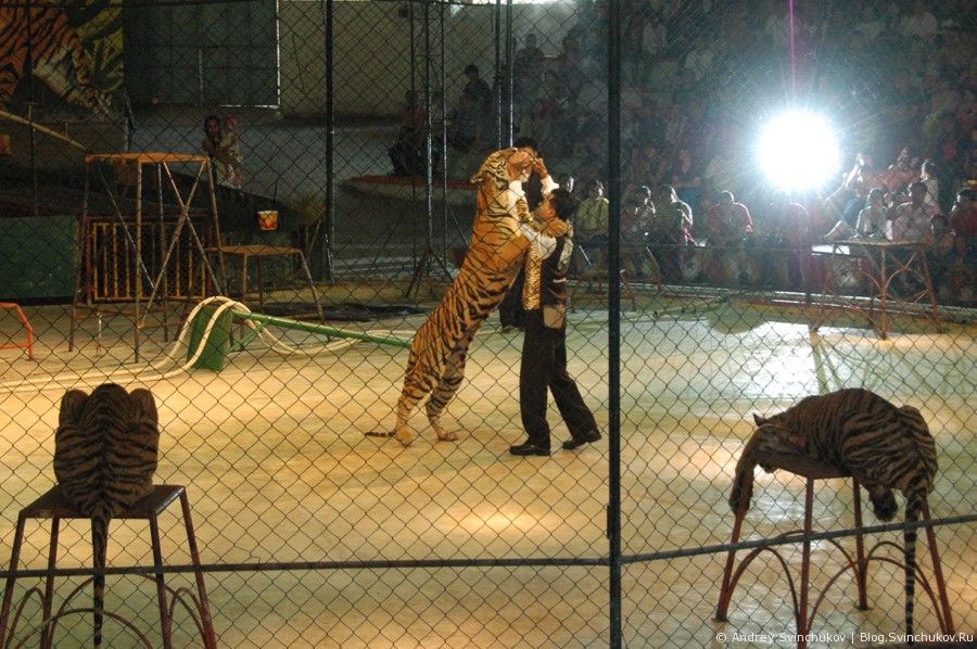 Шоу тигров в Таиланде