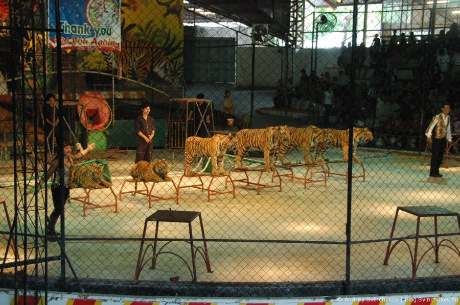 Шоу тигров в Таиланде
