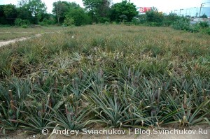 Посещение ананасовой фермы в Таиланде