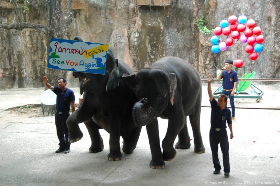 Шоу слонов в Таиланде