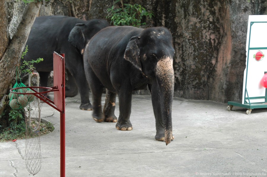 Шоу слонов в Таиланде