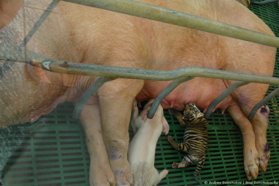 Звери в тайском парке тигров и видео забега свиней