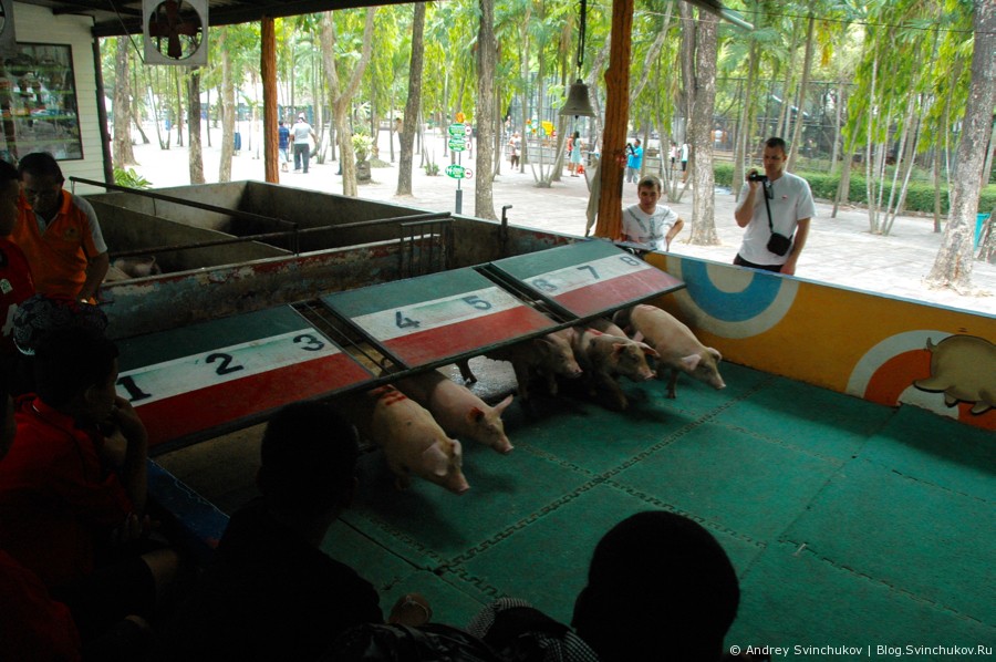 Звери в тайском парке тигров и видео забега свиней