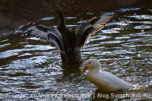 Птицы, обитающие в Приамурском зоосаде