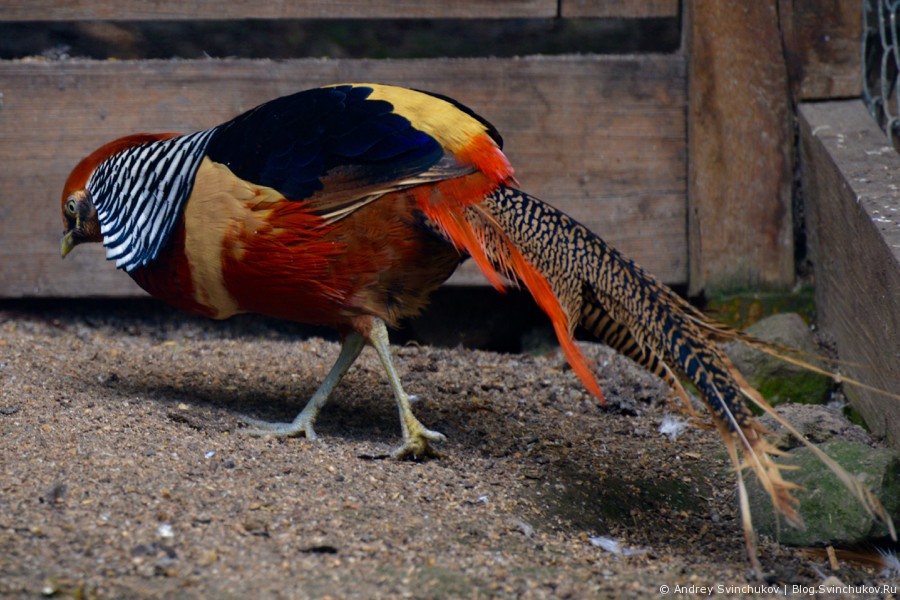 Птицы, обитающие в Приамурском зоосаде