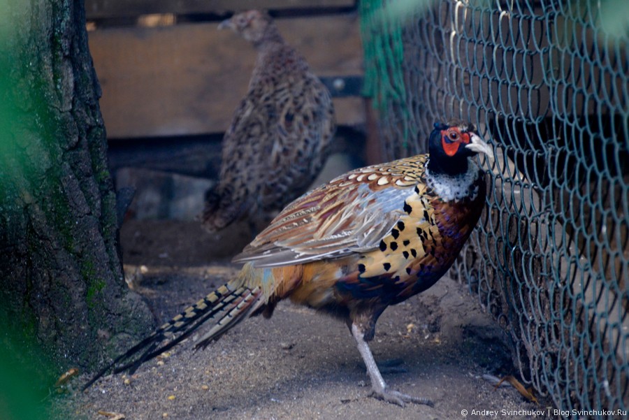 Птицы, обитающие в Приамурском зоосаде