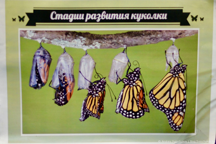 Тропические бабочки и другие обитатели теплых мест