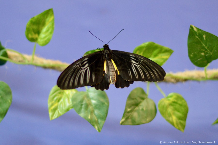 Тропические бабочки и другие обитатели теплых мест