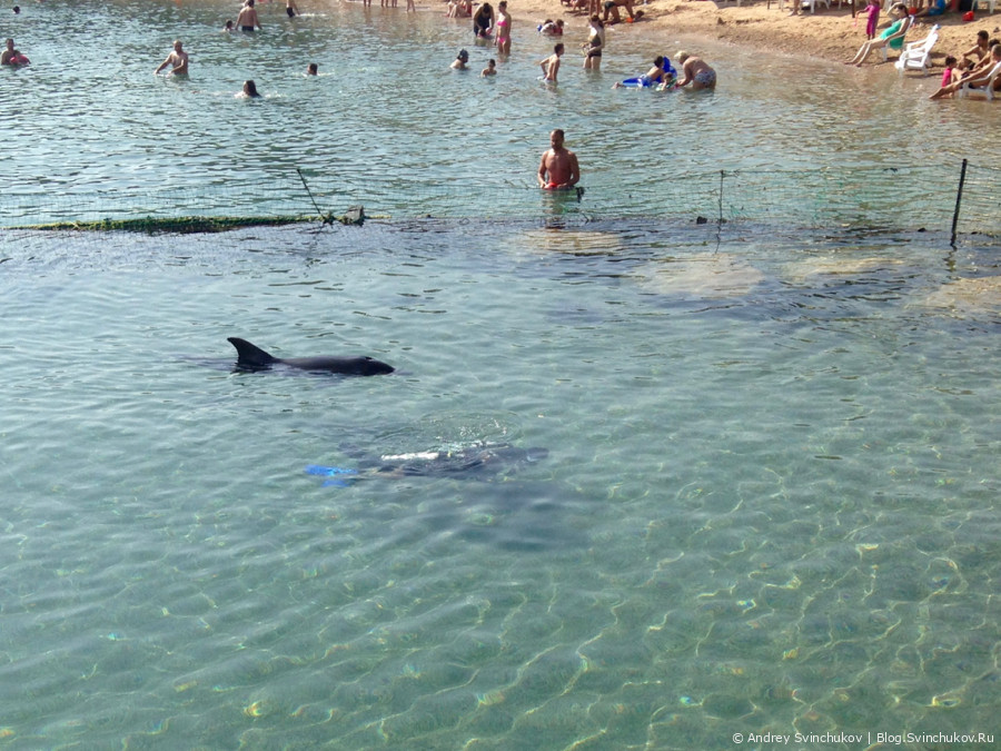 Израиль. Пляж с дельфинами в Эйлате