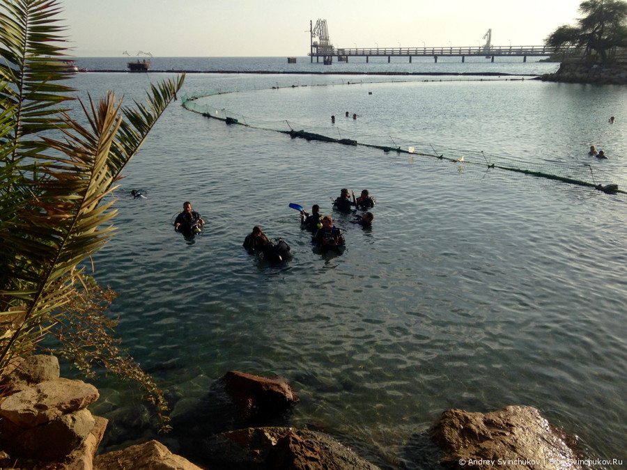 Израиль. Пляж с дельфинами в Эйлате